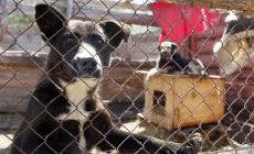 Si faceva pagare dai Comuni per cani già morti o in affido: veterinario patteggia