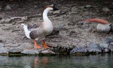 Allarme al Parco Ducale: &laquo;Chi uccide gli animali?&raquo;   