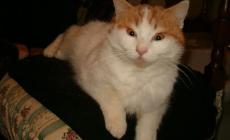 Se il gatto protegge troppo il territorio