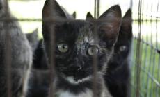 Sospetta gastroenterite virale felina: chiusura temporanea del gattile comunale