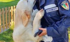Maltratta un cane che poi muore: trentenne denunciato