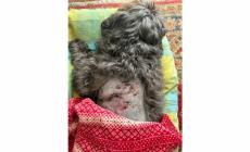 &laquo;Il mio Zorro aggredito da un altro cane senza il guinzaglio&raquo;