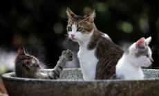 Gatti spariti: c'è chi offre "taglie" da mille euro