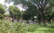 Grosso ramo cade in via Marziale