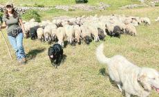 Il podere dei Bianchi Galli e quelle pecore pregiate