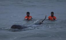 Sri Lanka: salvate oltre 100 balene arenate in spiaggia