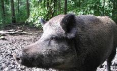Investe un cinghiale e si schianta, 62enne muore tra Fiorenzuola e Alseno