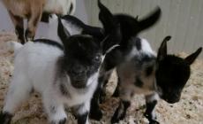 Basilicanova, il mistero delle tre caprette scomparse nel nulla