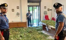 Piantagione di marijuana da 8mila dosi nel bosco: nei guai il «contadino»   