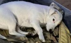 Rubato un jack russell: tagliata la recinzione