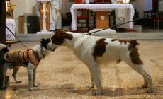 Sant'Antonio, processione a Bargone