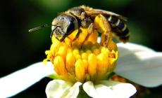 Appello per salvare le api:  mettete delle piante sui balconi