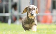 Intelligente e instancabile: bassotto, che passione