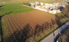 Traversetolo, nasce il bosco urbano con le piante salvambiente