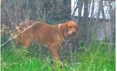 Di chi è questo simil Spinone?