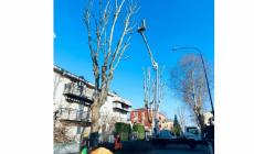 Potature a Fidenza, lavori in tutta la città