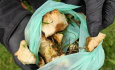 Allarme spugne fritte al Parco Ferrari: un veleno per cani, gatti e bambini. Chi sa parli