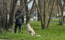 Assalito da un husky in via Ximenes, barboncino in fin di vita