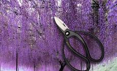 Le cesoie e il taglio dei germogli del glicine