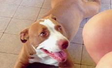 Uccidono una cagnolina gettando veleno in un giardino