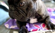  Ecco tutti i consigli per  proteggere Fido nella stagione fredda