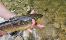 Pescatori in allarme, stop all'immissione di trote fario