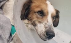 Varsi, cagnolini avvelenati con il topicida
