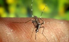 Zanzara tigre: incontro sulla prevenzione