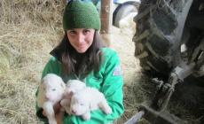Cuccioli in regalo per proteggere le greggi