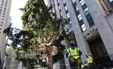 Natale, anche New York ha il suo "spelacchio"