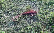 Salsomaggiore, cinghiali e lupi in aumento