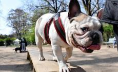 Danni causati dai cani:  l'importanza di essere assicurati