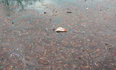 "Laghetto del parco Ducale: mai stato curato, ma ora è proprio uno schifo" 
