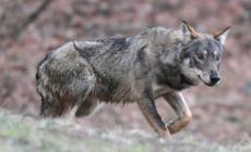 Allarme a Capriglio. Avvistati lupi vicino al cimitero