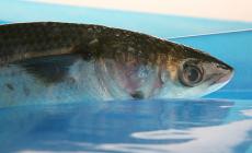 Cefalo superstar. La dignit&agrave; ritrovata