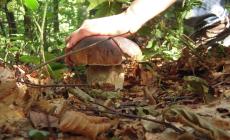 Albareto celebra il "re" porcino