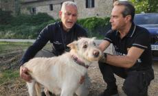 &laquo;Hanno aperto il box dei cani nel mio giardino a Vigatto e hanno sparato a Nala, mamma di 2 cuccioli&raquo;