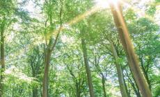 Anche il comune di Parma (unico in Regione) è stato premiato con la Spiga verde