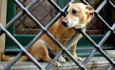 Animali maltrattati, &laquo;finalmente la legge li difende davvero&raquo;