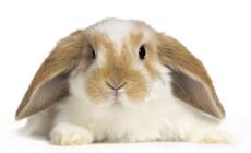 &laquo;Coniglio amico mio&raquo;