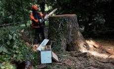 Parco Ducale, il Comune avvia le indagini sul crollo dell'albero