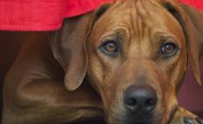 Segugi o da ferma: quei cani da caccia per padroni dinamici