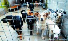 Truffa sulle quote dei randagi: veterinario patteggia 10 mesi   