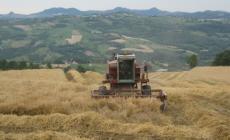 Agroalimentare: 5 proposte per uno sviluppo sostenibile