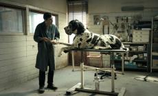 Dogman di Matteo Garrone è il candidato italiano agli Oscar