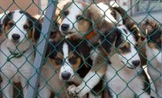 Vignali: «Canile e gattile, situazione critica: bocciati dall'esame dell'Ausl»