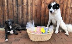 Salsese lascia l'eredità ai cani: 100 mila euro al canile Borgobau