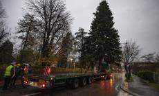 L'albero di Natale arriverà da via Mantova