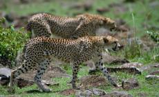 «Incanto africano», safari fotografico nella savana 