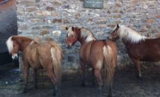 A cavallo nel Parco dei Cento Laghi: tra natura e arte 